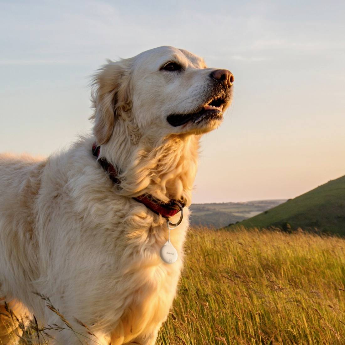 Ein Golden Retriever sitzt auf einer Wiese bei Sonnenuntergang, blickt in die Ferne und trägt ein rotes Halsband.