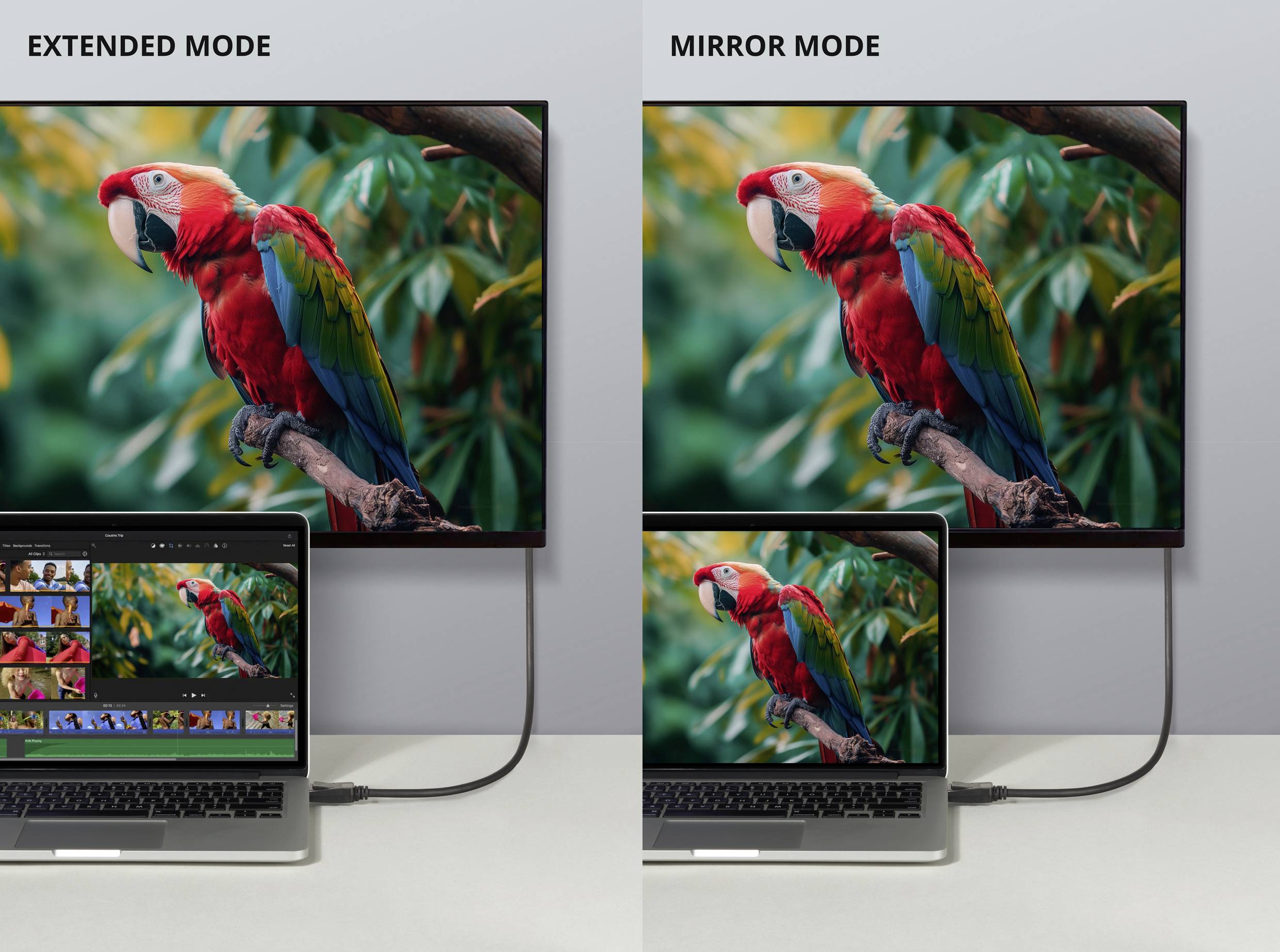 Links im 'Extended Mode' zeigt der Laptop-Bildschirm ein bearbeitetes Papageienfoto. Rechts im 'Mirror Mode' spiegeln Laptop und Bildschirm dasselbe Papageienbild.