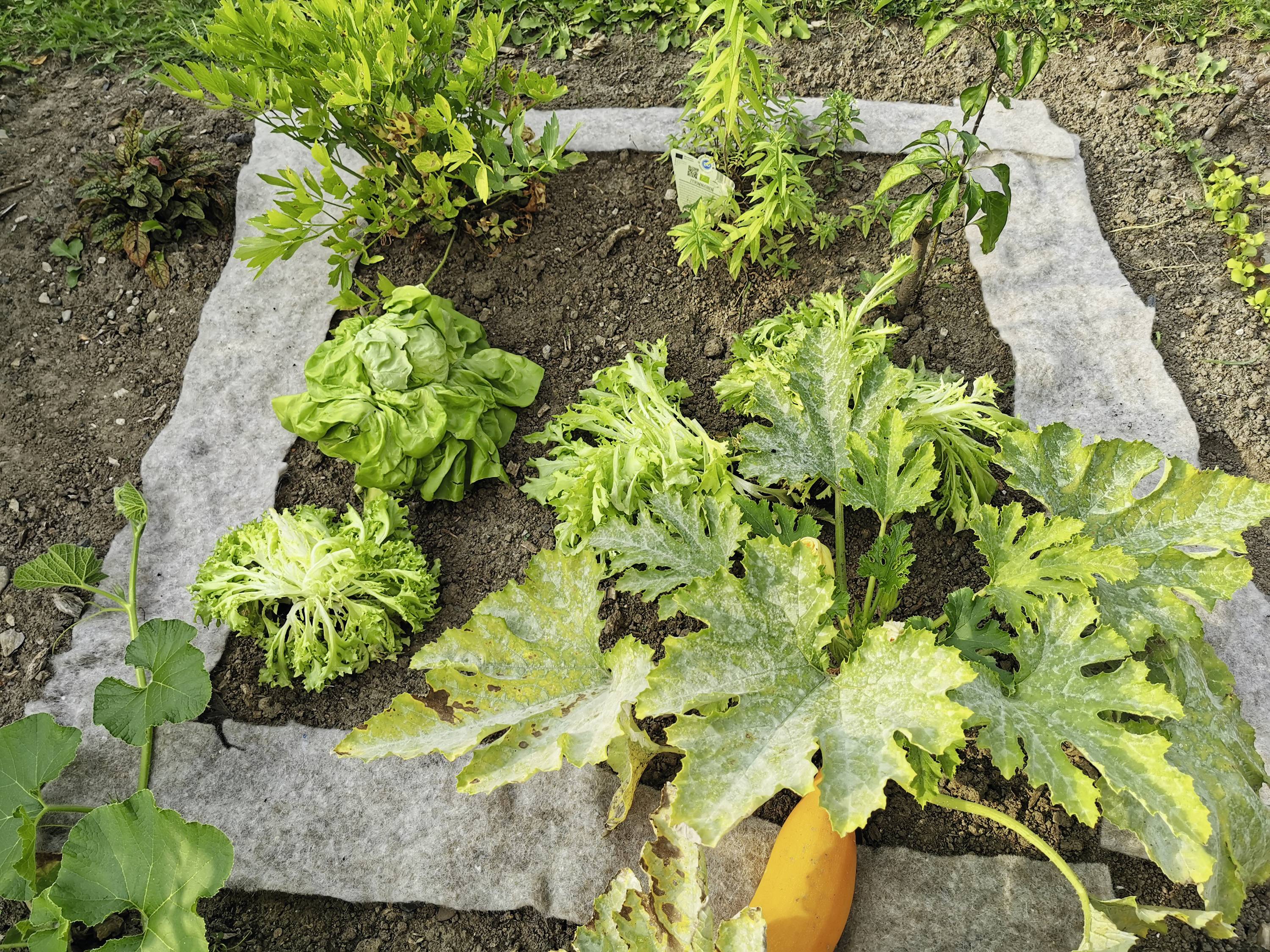 Gemüsegarten mit verschiedenen Pflanzen: ein Kopfsalat, ein Zucchinipflanze mit reifer orangefarbener Zucchini und weitere Setzlinge.