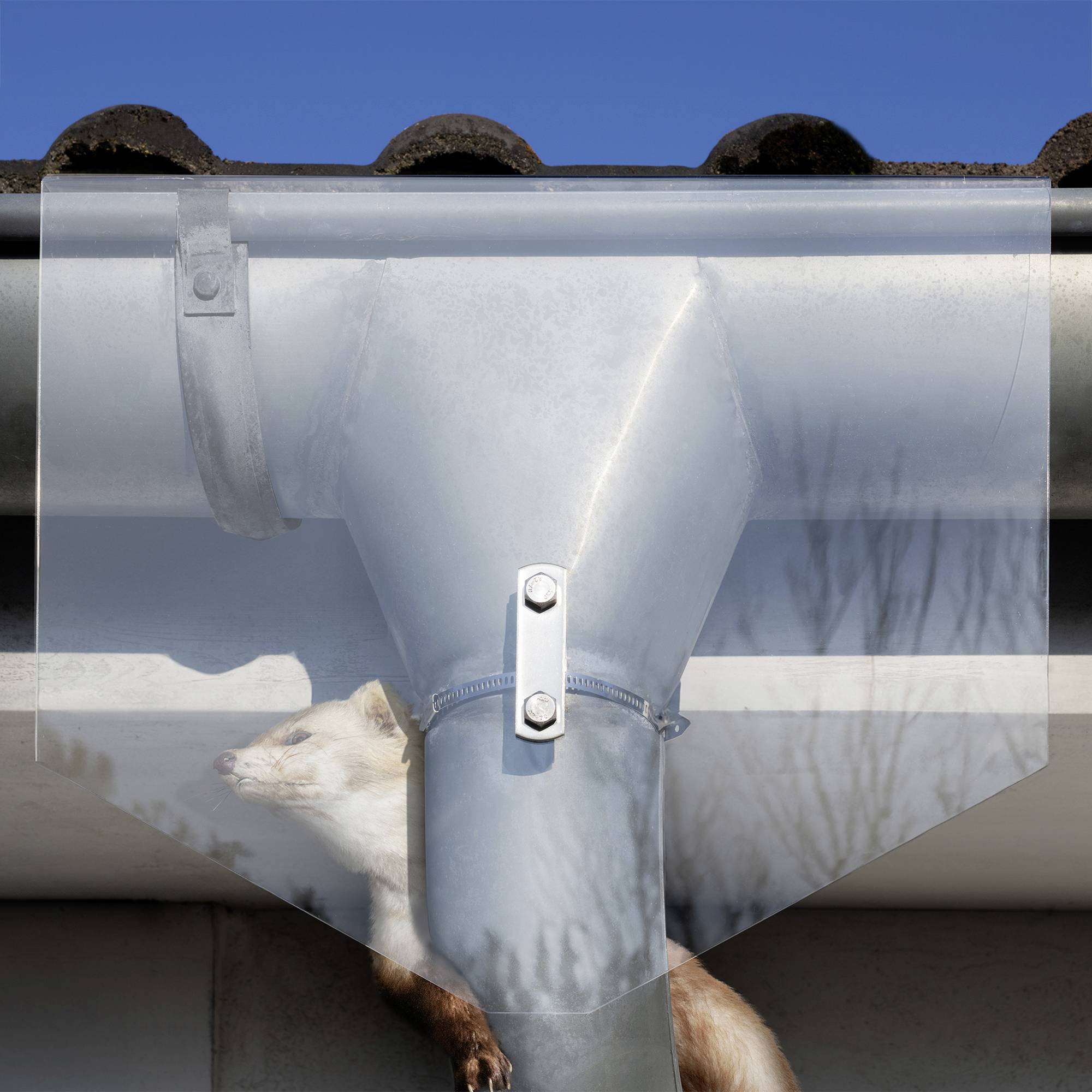 Ein Marder klettert ein Abflussrohr empor, das an einer Dachrinne befestigt ist. Der Hintergrund zeigt eine blaue Wand und ein Dach.