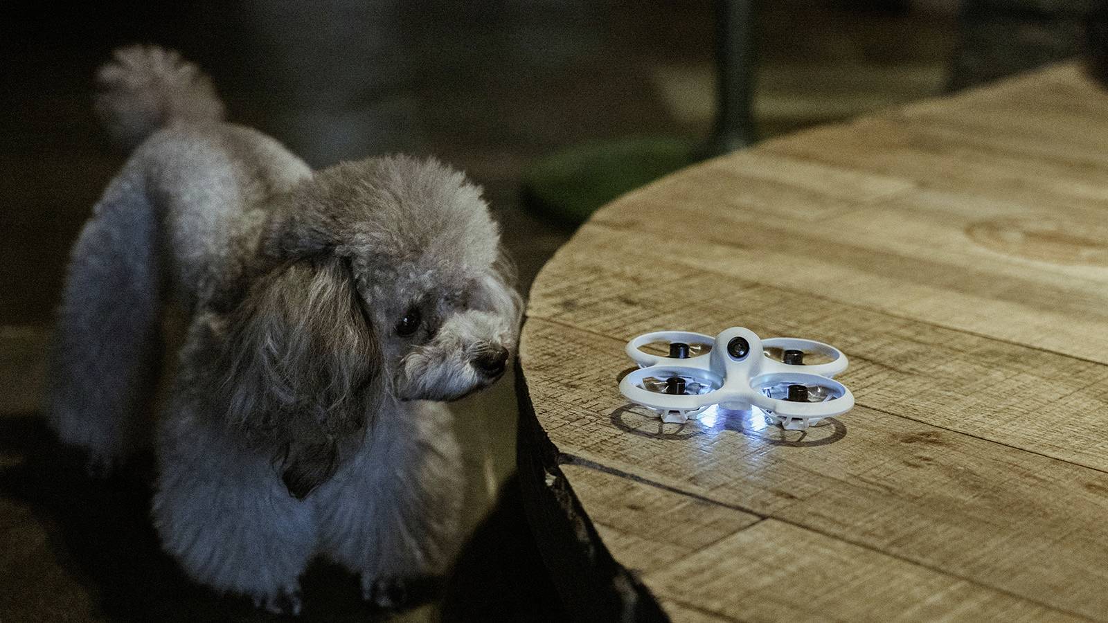 Ein kleiner, lockiger Hund betrachtet neugierig eine fliegende Drohne auf einem Holztisch in einem Innenraum.