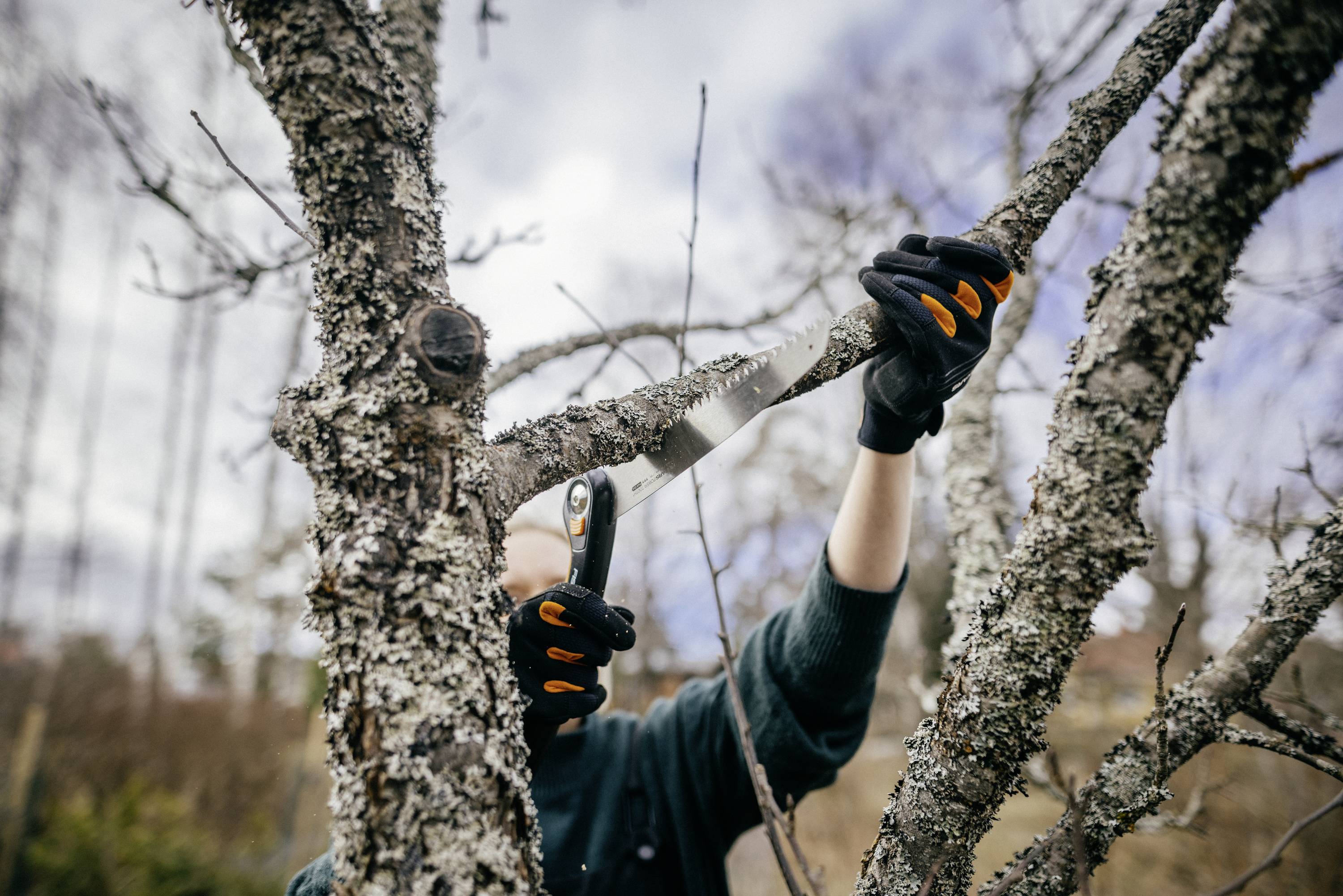 Person schneidet mit einer Säge Äste von einem Baum, trägt Handschuhe. Es ist eine wolkige Tagesaufnahme.