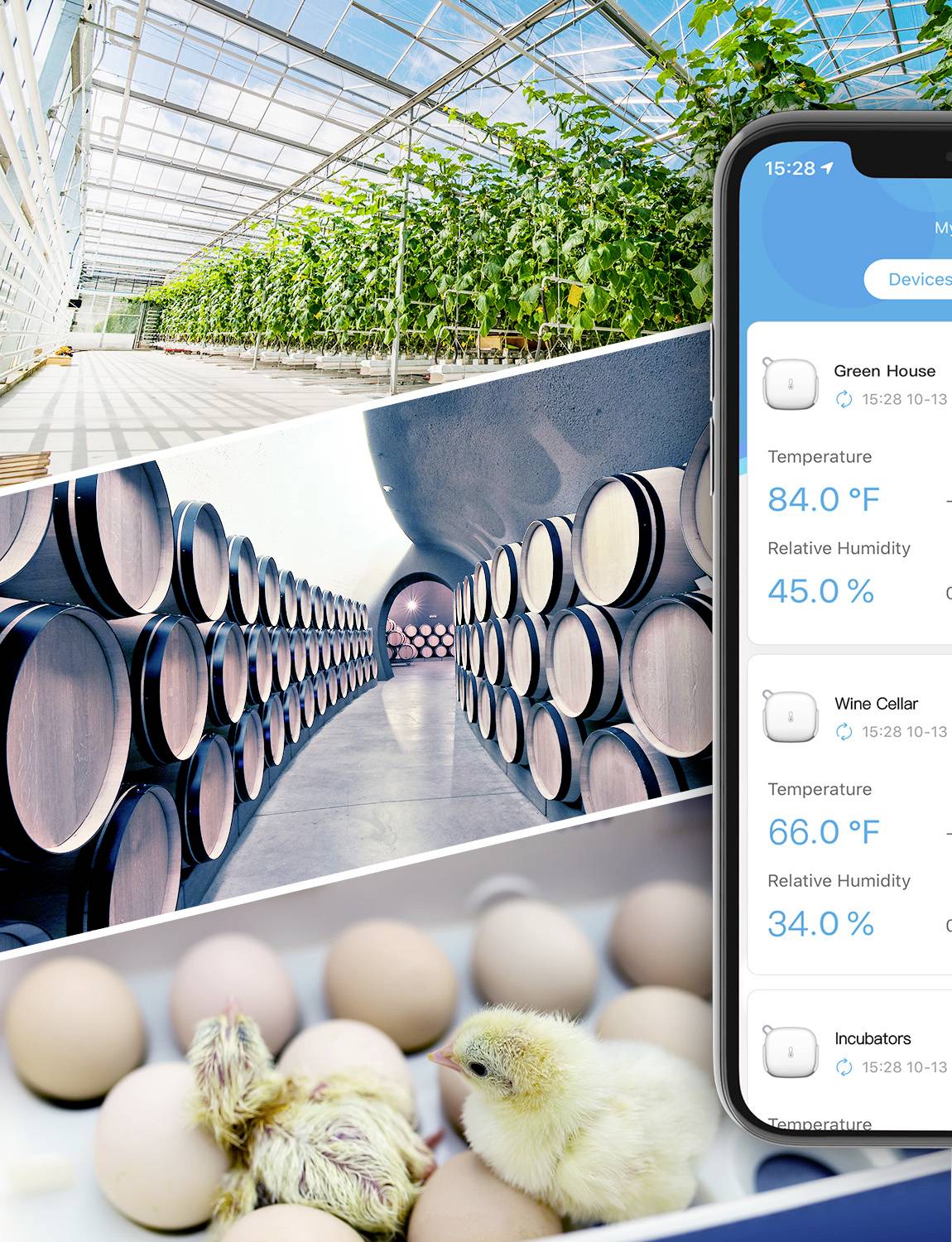 Smartphone-App zeigt Temperatur und Luftfeuchtigkeit von Gewächshaus, Weinkeller und Brutkasten. Gewächshaus mit Pflanzen, Weinkeller mit Fässern, Küken mit Eiern im Brutkasten.