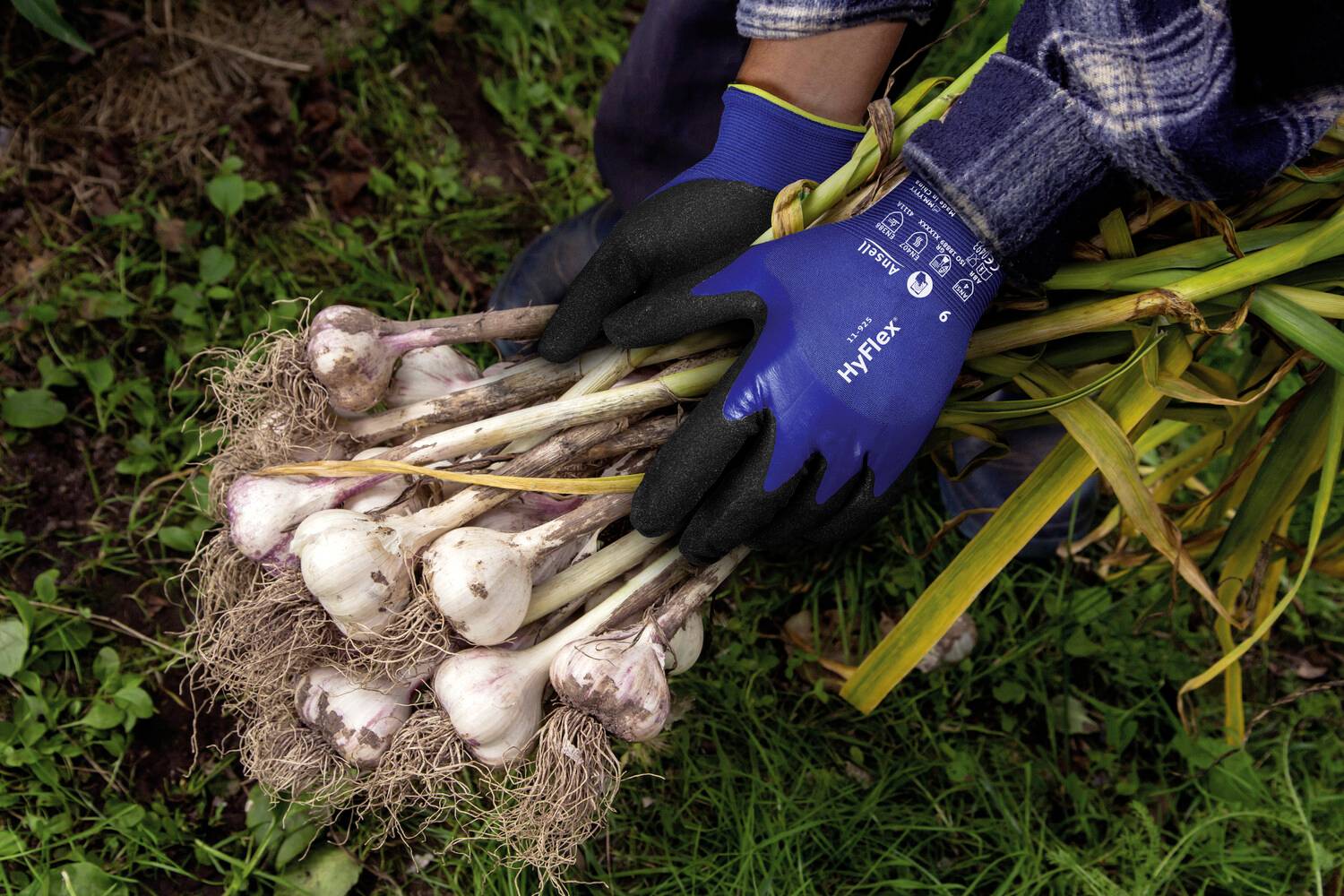 Eine Person mit blauen Handschuhen hält einen Bund frisch geernteten Knoblauch mit langen Stielen und Wurzeln im Garten.