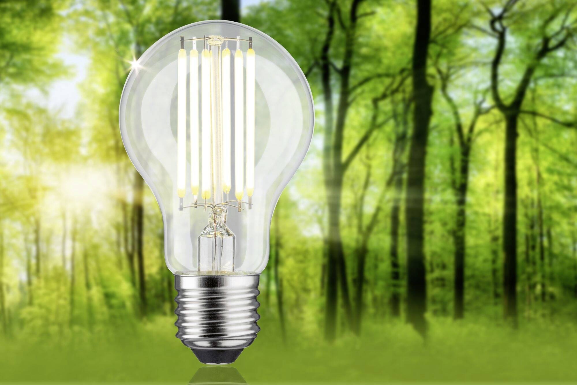 Glühbirne schwebt vor einem Hintergrund aus grünen, sonnendurchfluteten Bäumen und symbolisiert nachhaltige Energie.