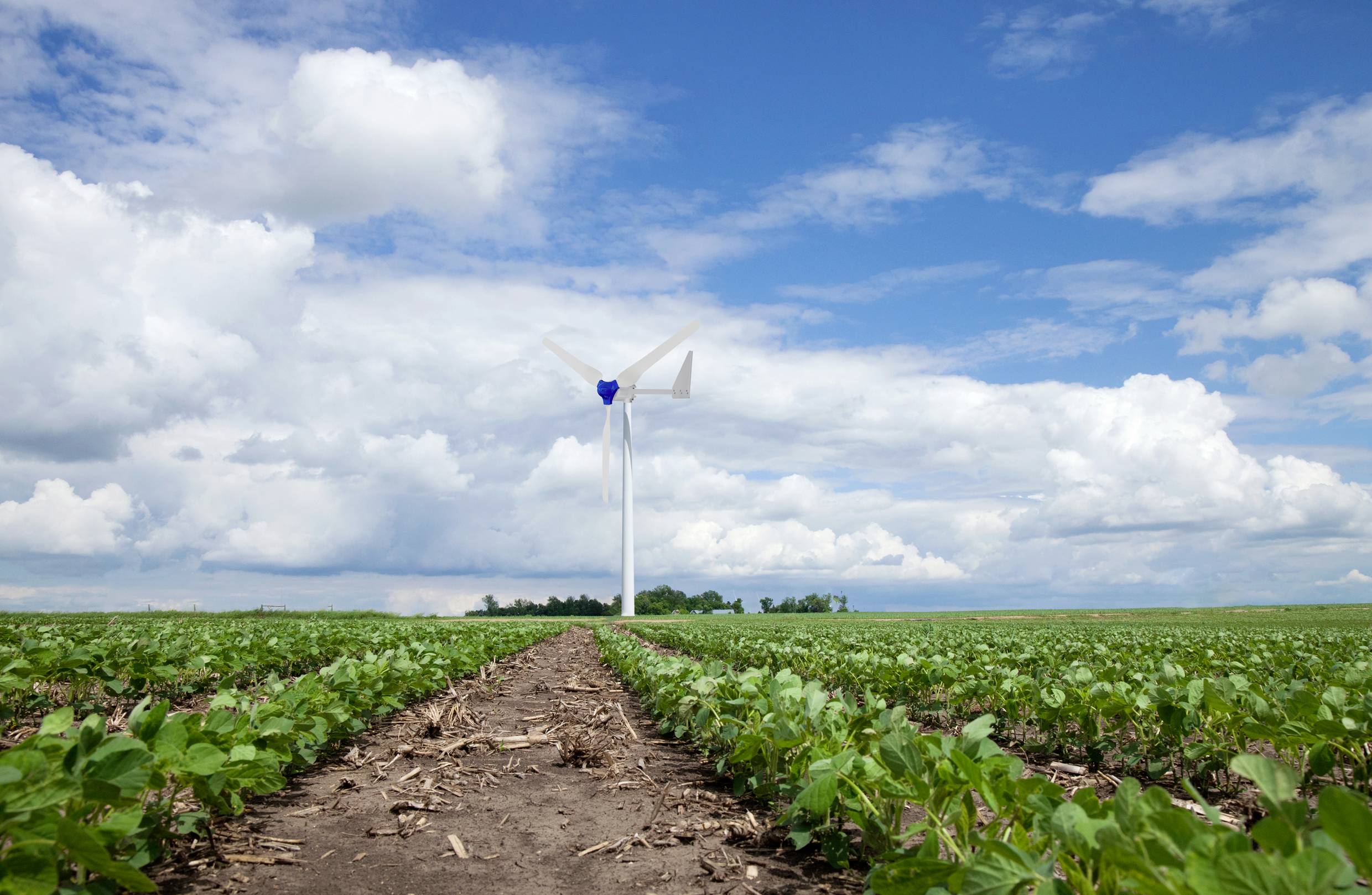 Ein Windrad steht auf einem weiten Feld unter blauem Himmel mit Wolken. Im Vordergrund sind Reihen von grünen Pflanzen zu sehen.