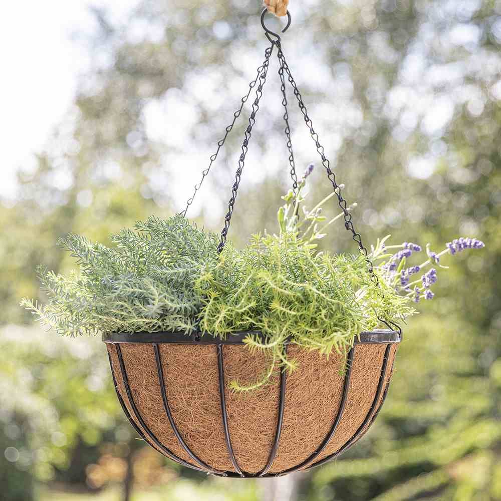 Hängender Blumenkorb mit grünem Laub und Lavendelknospen, draußen im Sonnenlicht.