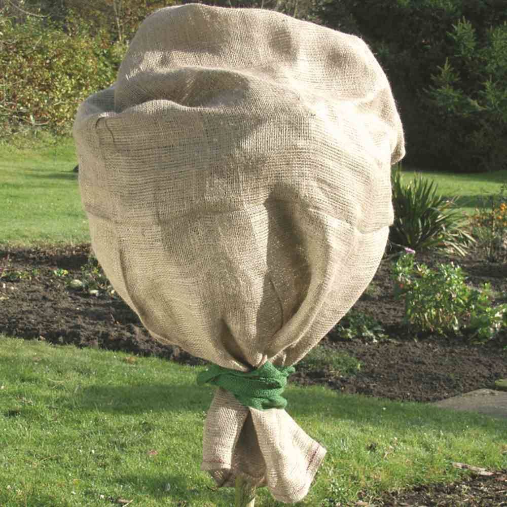 Ein Baum steckt in einem mit einem grünen Seil gesicherten Jutesack in einer Gartenlandschaft, um ihn vor Kälte zu schützen.