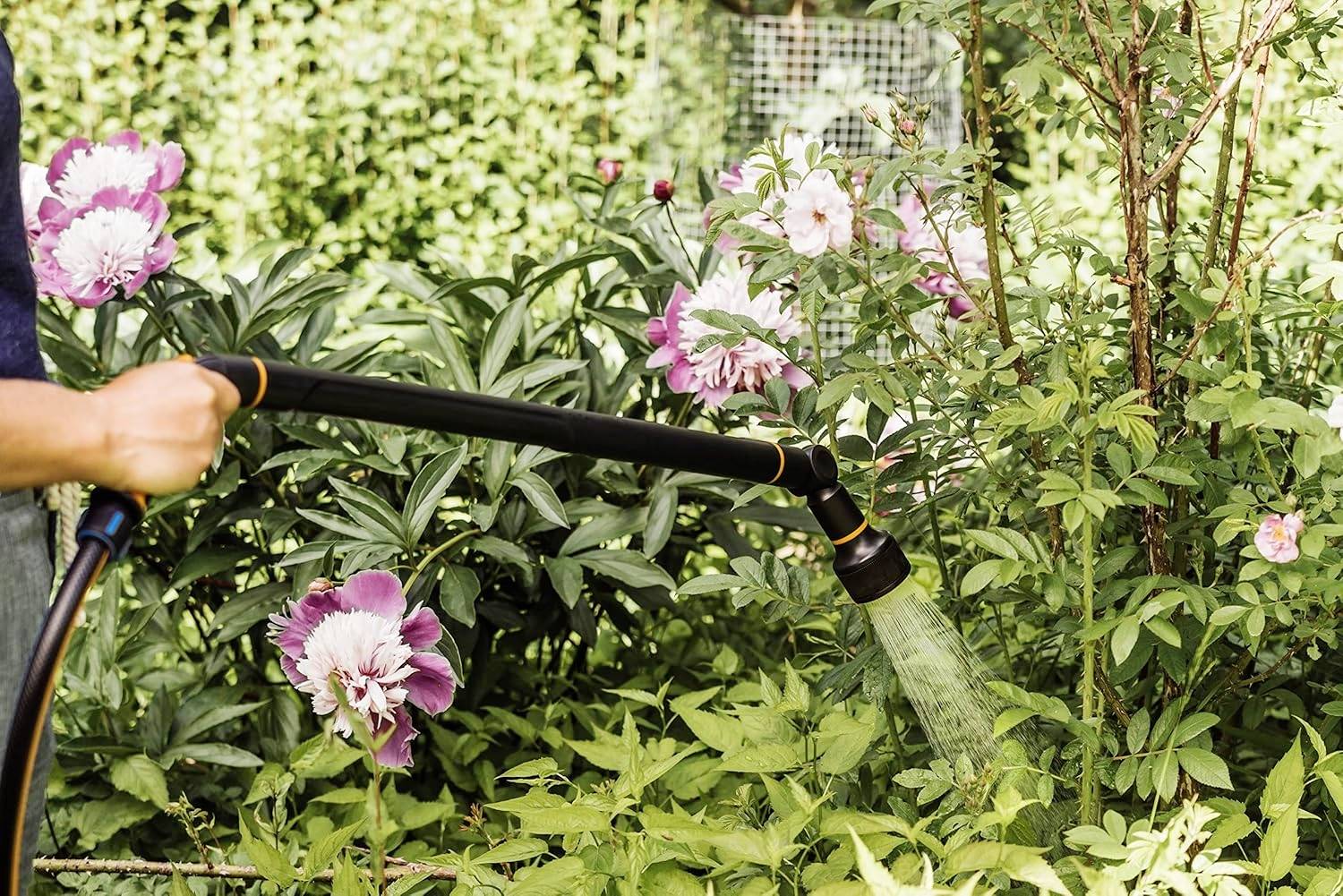 Eine Person gießt einen blühenden Garten mit rosa Pfingstrosen und grünen Pflanzen an einem sonnigen Tag.