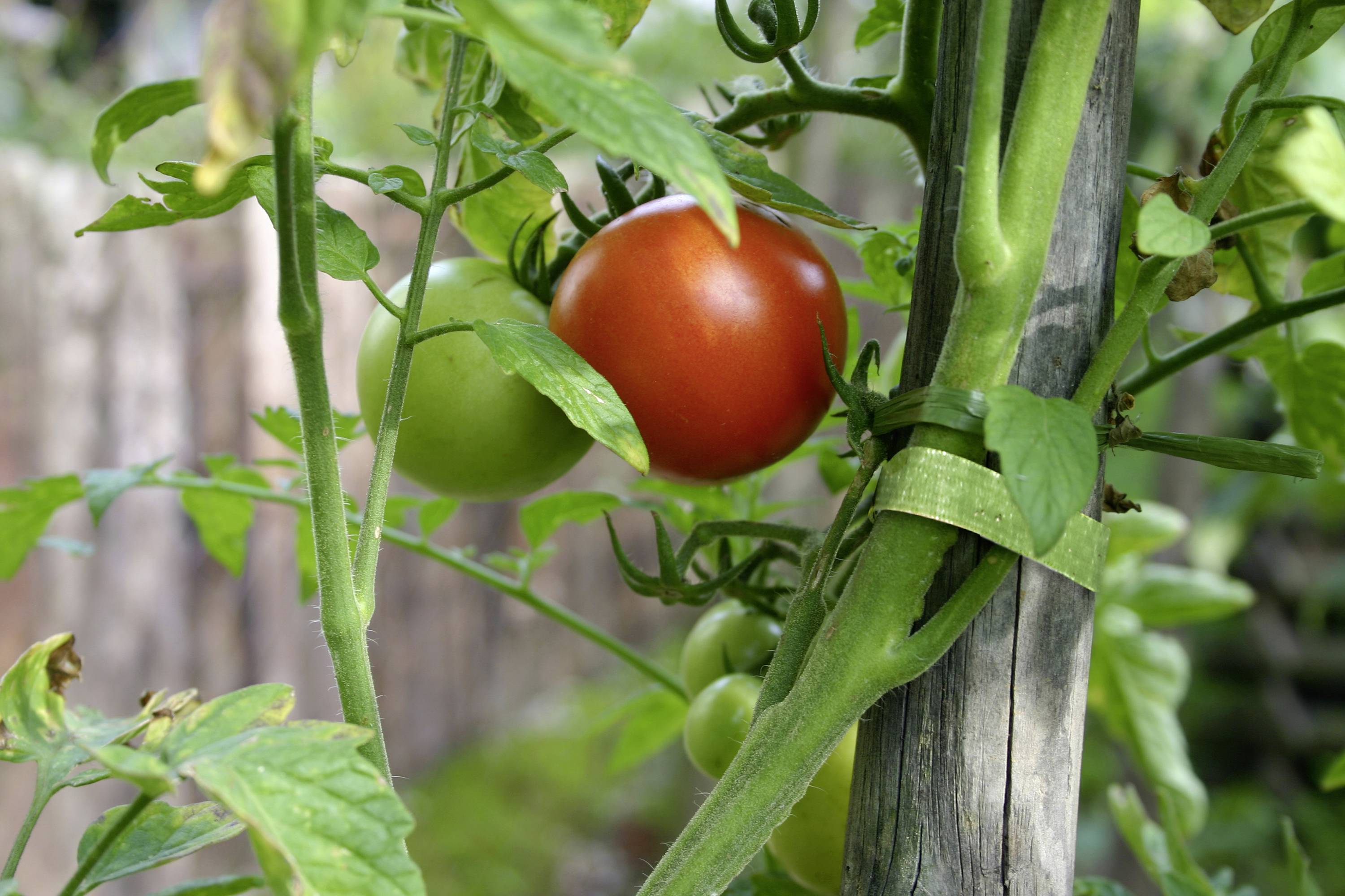 Reife, rote Tomate und unreife, grüne Tomaten hängen an einer Pflanze mit grünen Blättern, gestützt von einem Holzstab im Garten.