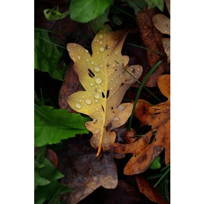 Ein gelbes Eichenblatt mit Regentropfen liegt auf anderen Herbstblättern. Grüne und braune Blätter rahmen das Bild ein.