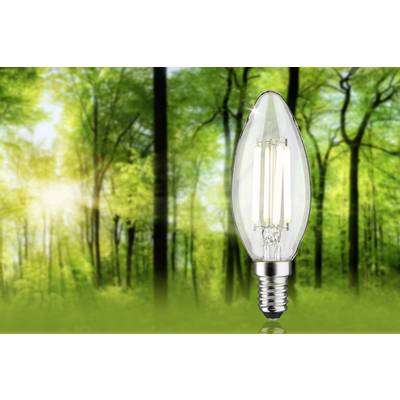 Eine klare Glühbirne steht im Vordergrund vor einem sonnendurchfluteten Wald, symbolisiert nachhaltige Energie und Naturverbundenheit.