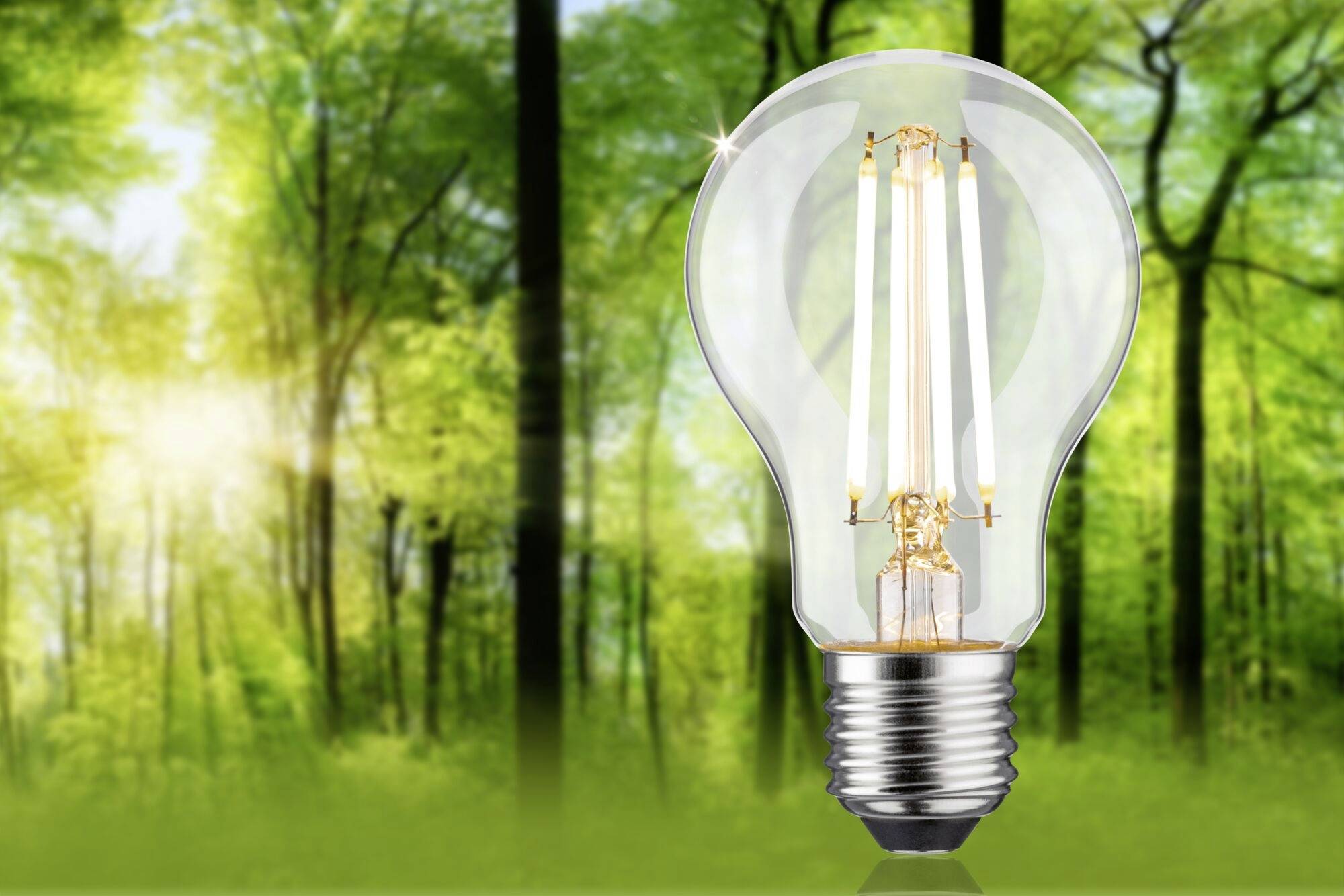 Eine Glühbirne steht in einem grünen Wald, symbolisiert nachhaltige Energie in der Natur.