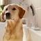 Ein nasser Golden Retriever sitzt in einer Badewanne, sein Fell glänzt. Im Hintergrund sind ein Duschkopf und weiße Fliesen zu sehen.