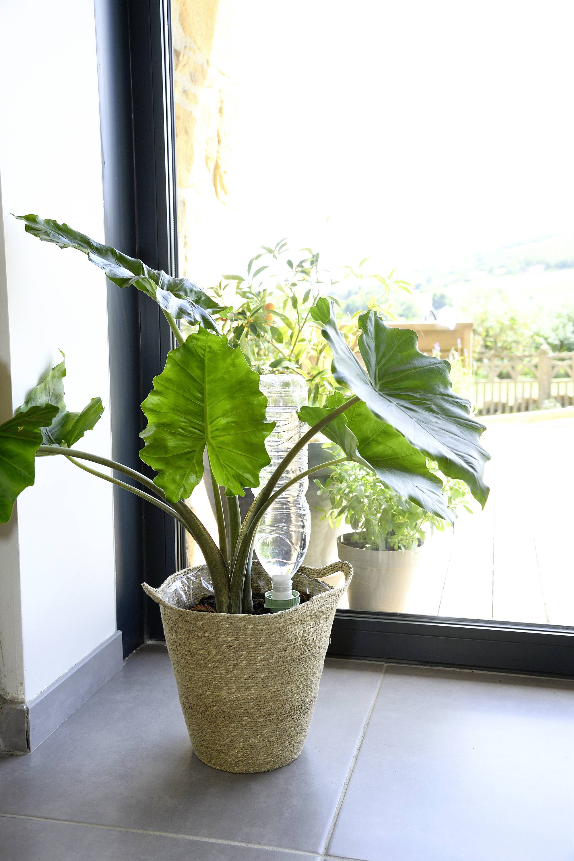 Pflanze in einem Topf mit einem Wassersystem aus einer umgedrehten Plastikflasche, steht auf einem Fliesenboden neben einem Fenster.