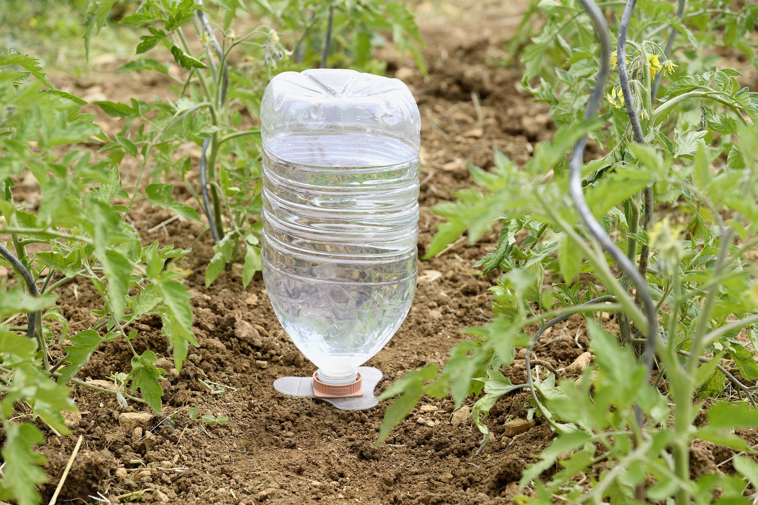 Eine umgedrehte Plastikflasche mit Wasser dient als Bewässerungssystem zwischen Tomatenpflanzen in einem Garten.