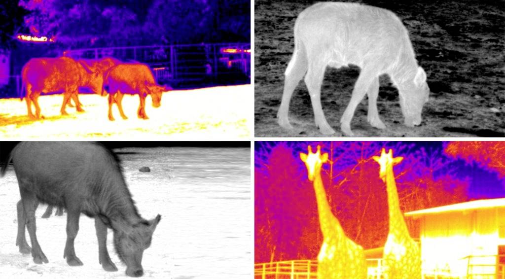 Das Bild zeigt vier quadratische Aufnahmen von Tieren in infraroter Wärmebildtechnologie, darunter Giraffen und Rinder.