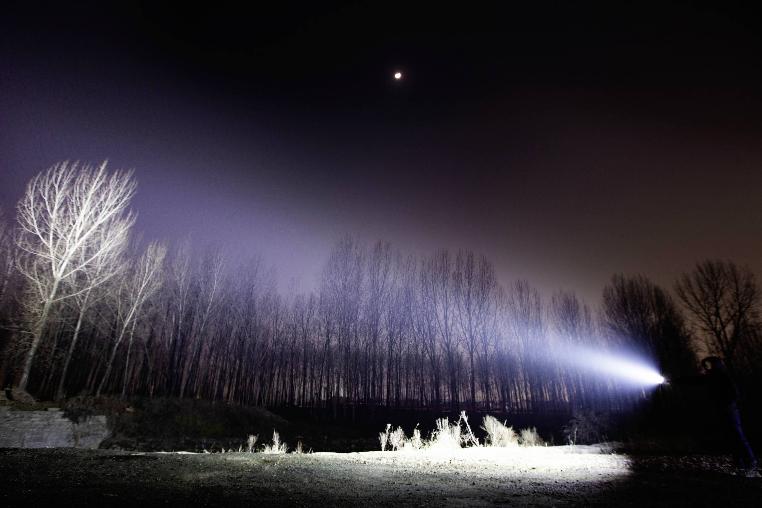 Eine Person leuchtet mit einer Taschenlampe im Dunkeln auf eine kahle Baumreihe. Der Himmel ist leicht bewölkt mit einem Mond.