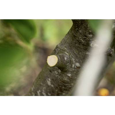 Ein abgeschnittener Ast an einem Baum. Der Fokus liegt auf der Schnittfläche des Astes, umgeben von unscharfem Laub.