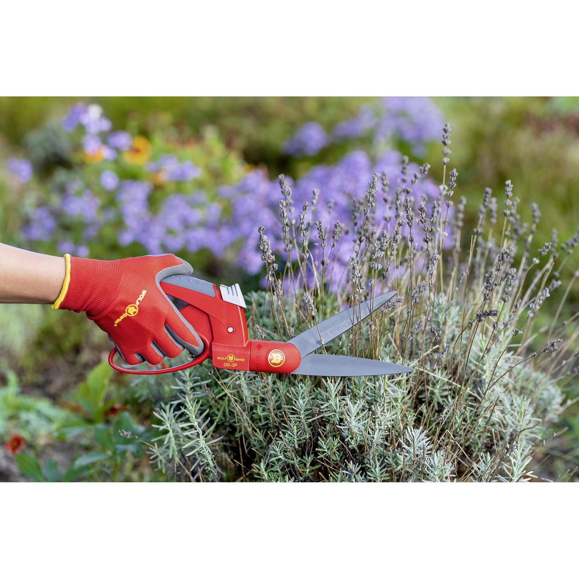 Eine Person schneidet mit einer roten Handschere Lavendel in einem Garten. Die Hand trägt einen roten Handschuh. Im Hintergrund blühen lila Blumen.