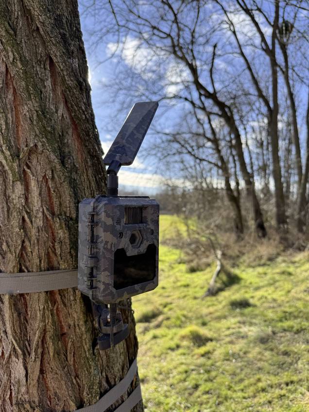 Eine Wildkamera ist an einen Baum geschnallt. Im Hintergrund sieht man eine sonnige Waldwiese.