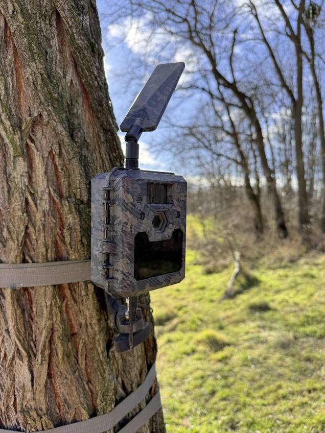 Wildkamera in Tarnoptik ist an einen Baumstamm geschnallt. Es ist eine sonnige Szenerie mit Bäumen im Hintergrund.