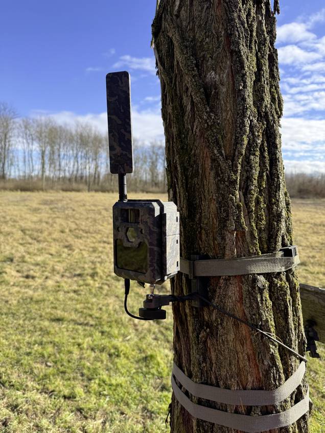 Eine Wildkamera in Camouflage-Optik ist an einem Baum befestigt. Sie steht auf einer Grasfläche mit Bäumen im Hintergrund unter blauem Himmel.