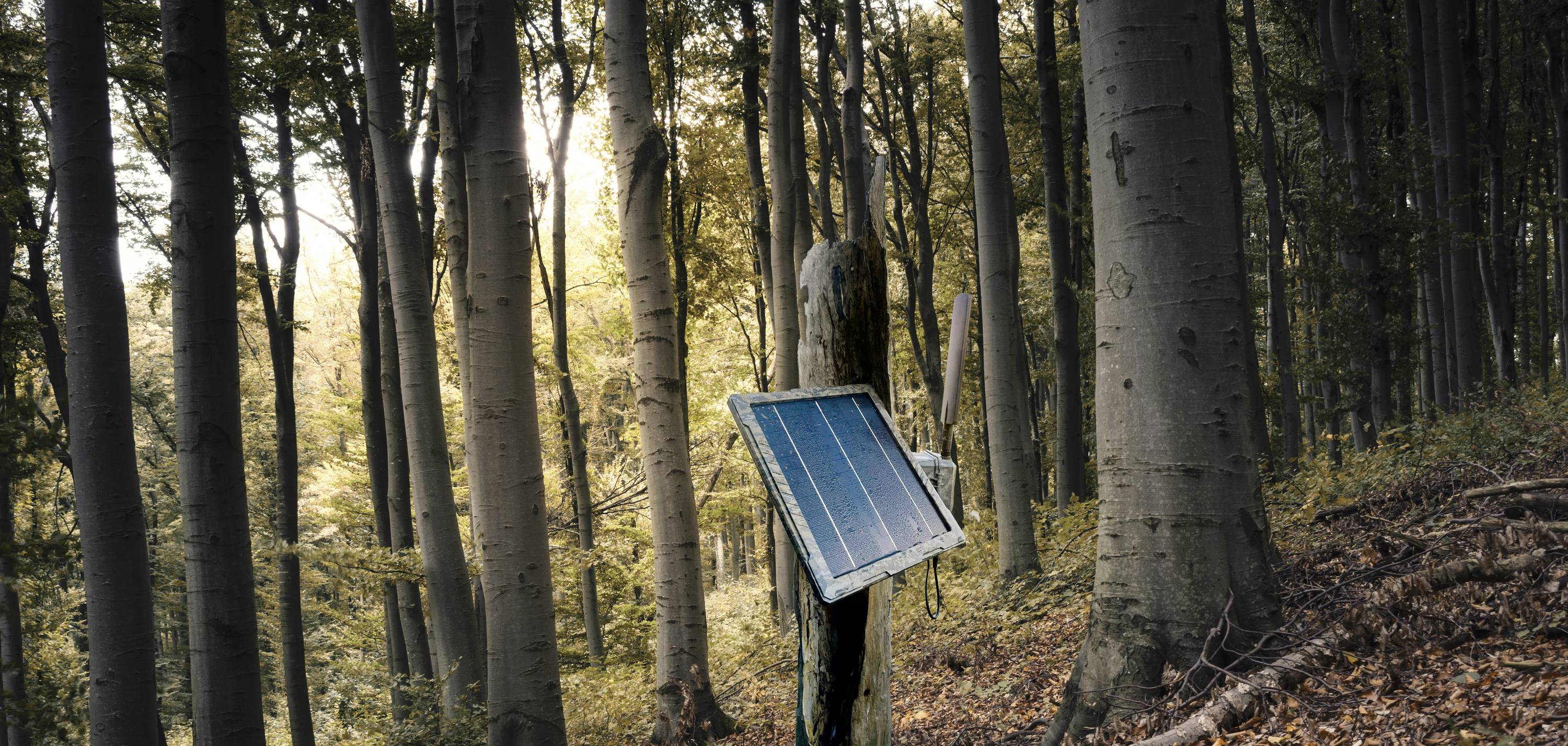 Ein Solarpanel ist an einem Baum im Wald montiert, Sonnenlicht scheint durch die Baumkronen.