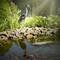 Ein Reiher steht neben einem Teich mit Koi-Fischen, umgeben von grünen Pflanzen und Steinen, im Sonnenlicht.