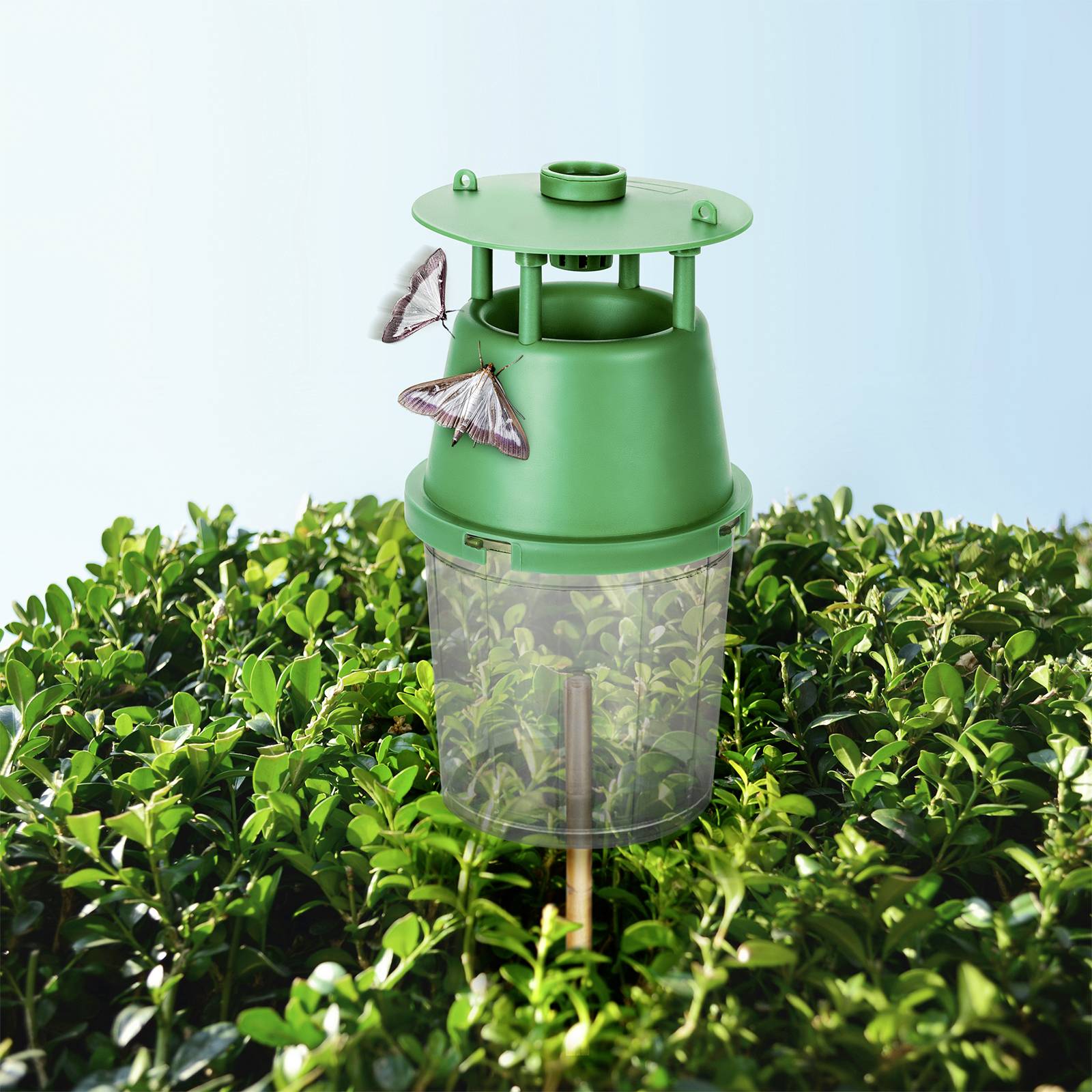 Grüne Insektenfalle steht über einem Strauch. Zwei Schmetterlinge landen darauf. Szene deutet auf biologischen Pflanzenschutz hin.