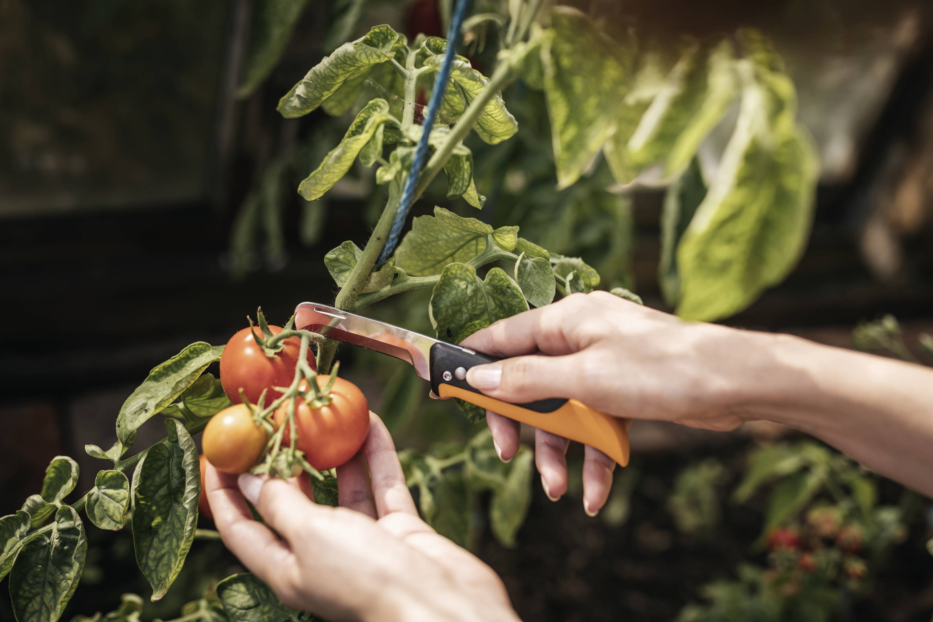 Eine Person schneidet mit einem Messer Tomaten von einer Pflanze ab. Die Tomaten sind reif und rot. Im Hintergrund sind grüne Blätter sichtbar.