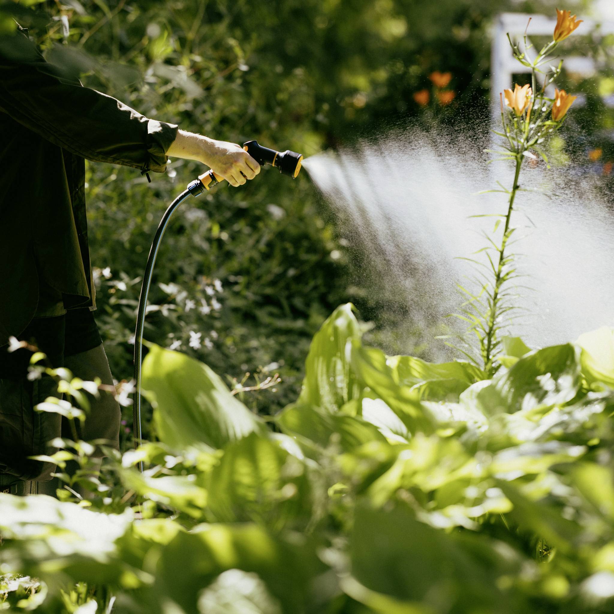 Eine Person gießt Pflanzen im Garten mit einem Gartenschlauch. Sonnenlicht beleuchtet die Szene, während Wasser die Blätter benetzt.