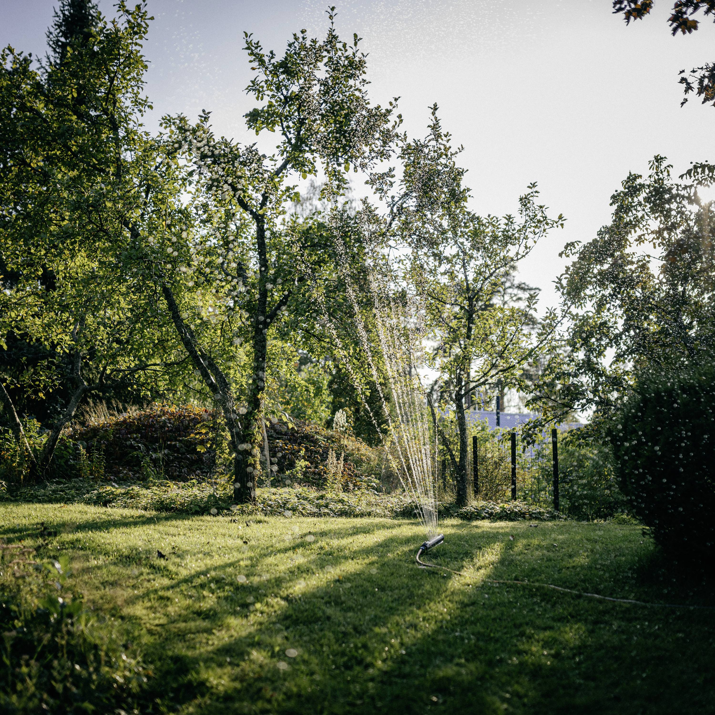 Ein Wassersprenger bewässert eine grüne Rasenfläche in einem Garten, umgeben von Bäumen bei sonnigem Wetter.