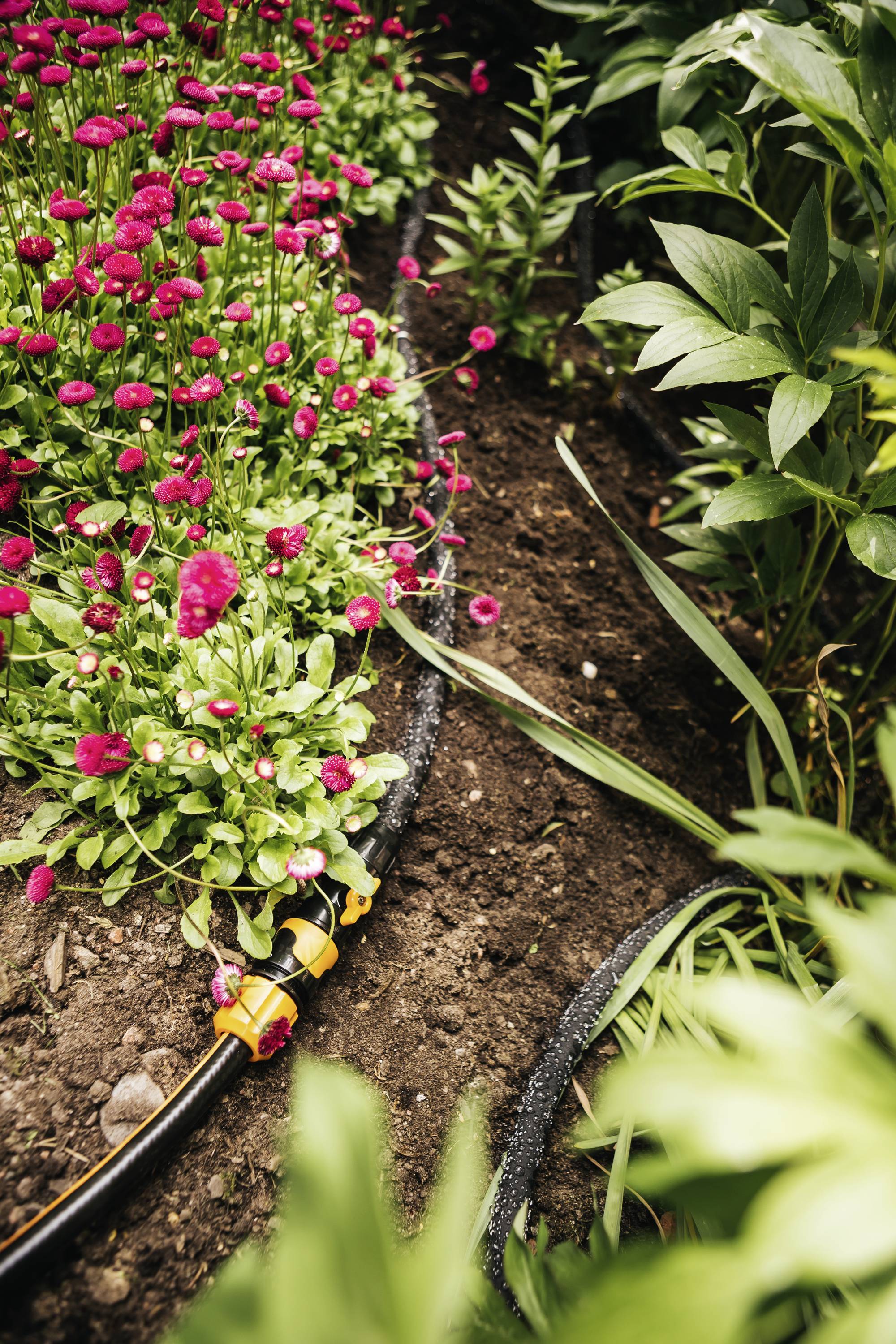 Blumenbeet mit roten Blüten und Bewässerungsschlauch im Garten, umgeben von grünen Blättern.