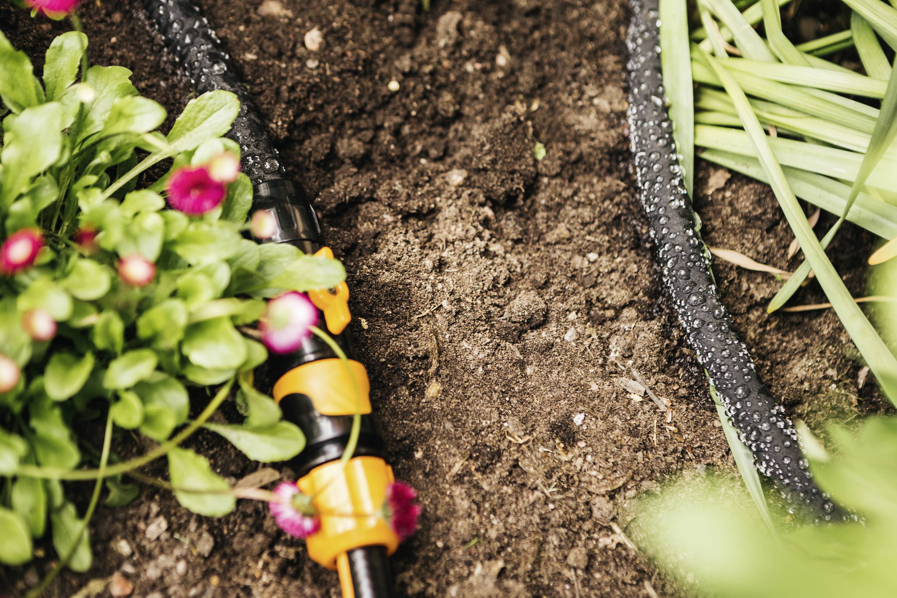 Nahaufnahme einer Gartenbewässerung mit einem Schlauch neben grünen Pflanzen auf feuchter Erde.