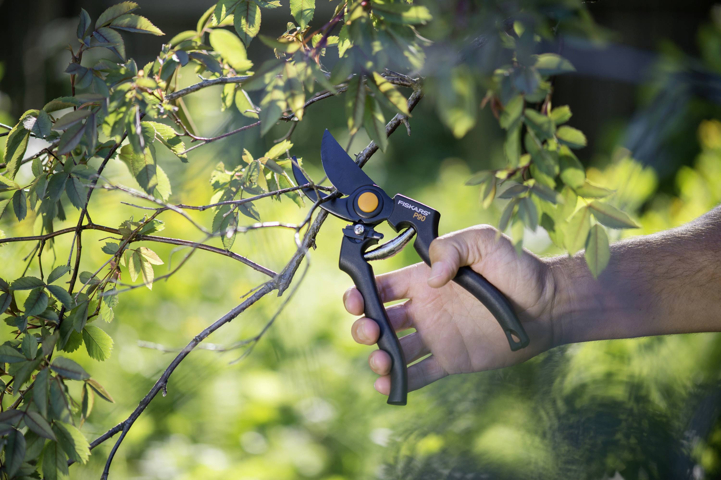 Eine Hand hält eine Gartenschere und schneidet einen Ast eines Strauches in einem grünen Garten.