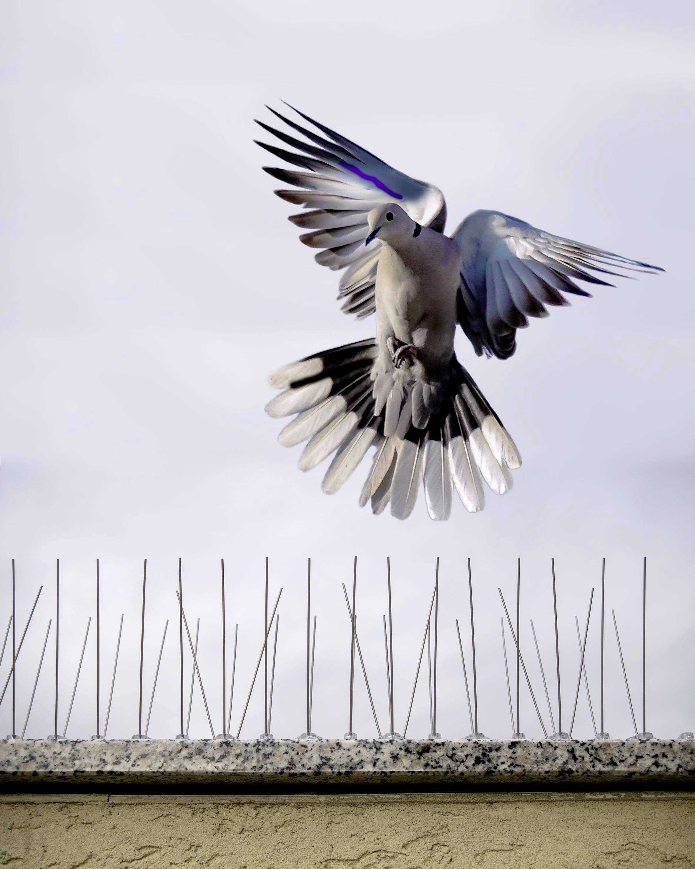 Eine Taube schwebt über einer Mauer mit Vogelabwehrspitzen. Die Flügel sind weit ausgebreitet beim Landeversuch.