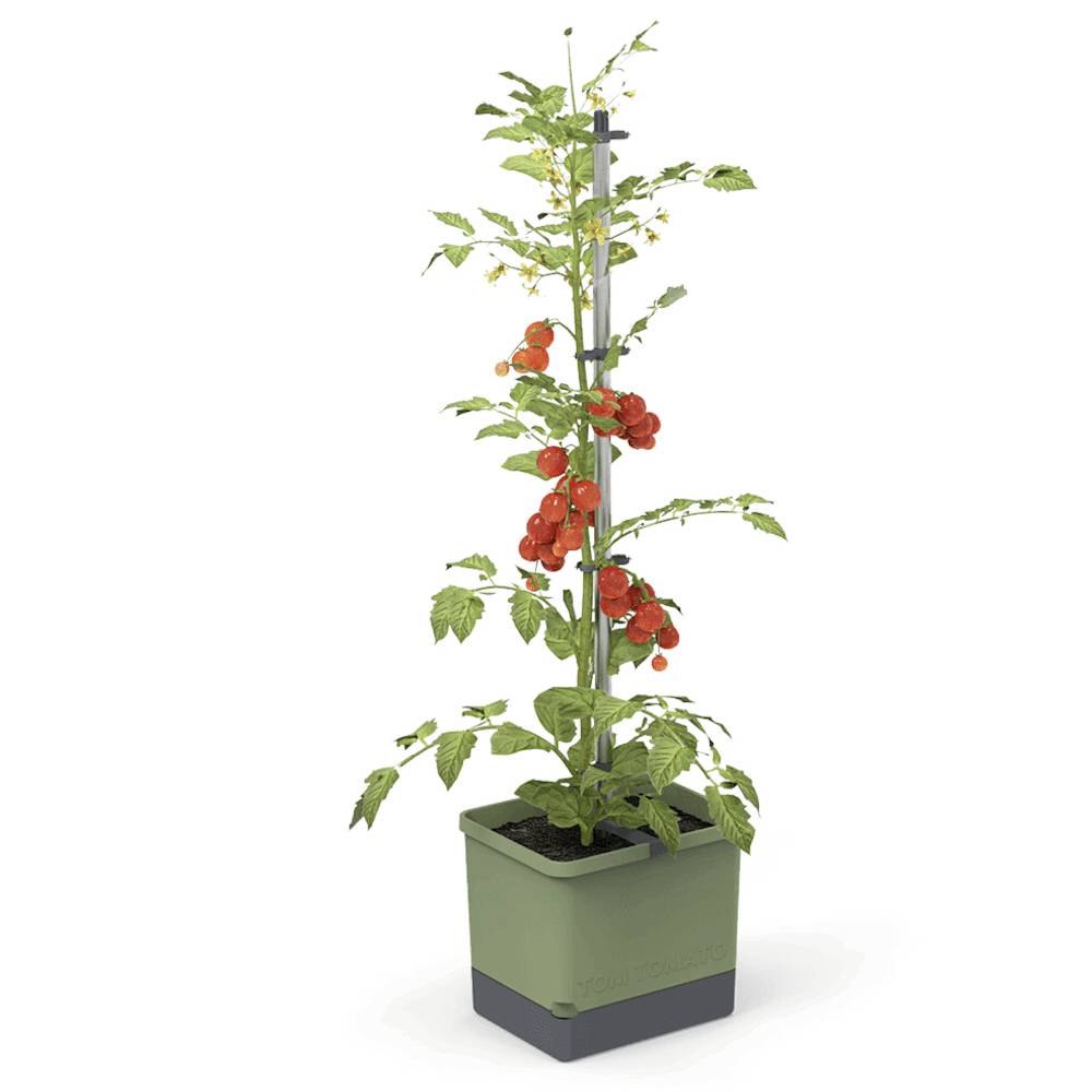 Tomatenpflanze in einem Topf, mit reifen roten Tomaten an einem Stab hochwachsend.