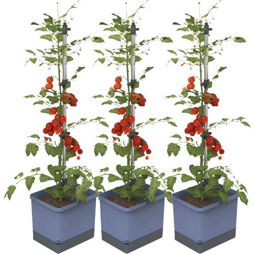 Gusta Garden TOM TOMATO 3er-Set blau / W07075 Pflanzgefäß