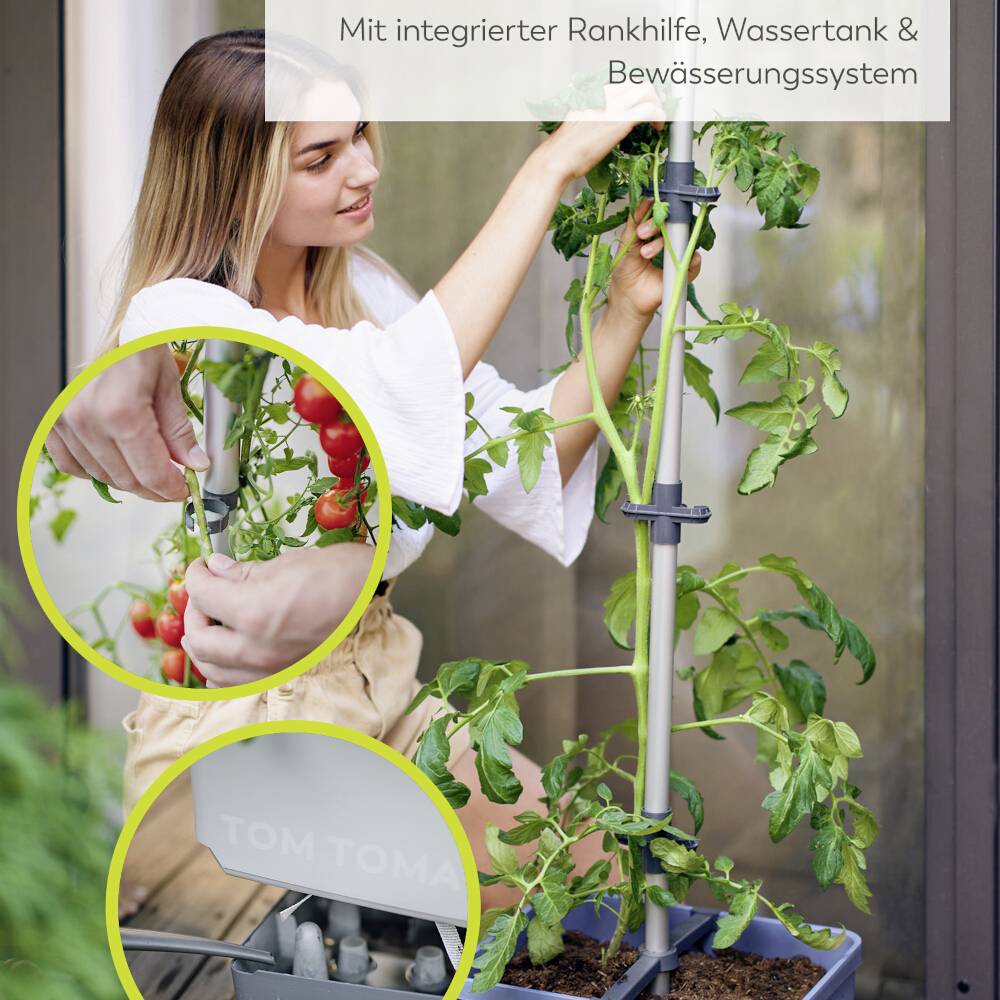 'Frau erntet Tomaten von einer Pflanze, die mit einem Rankhilfe- und Bewässerungssystem ausgestattet ist. Fokus auf Details der Technik.'