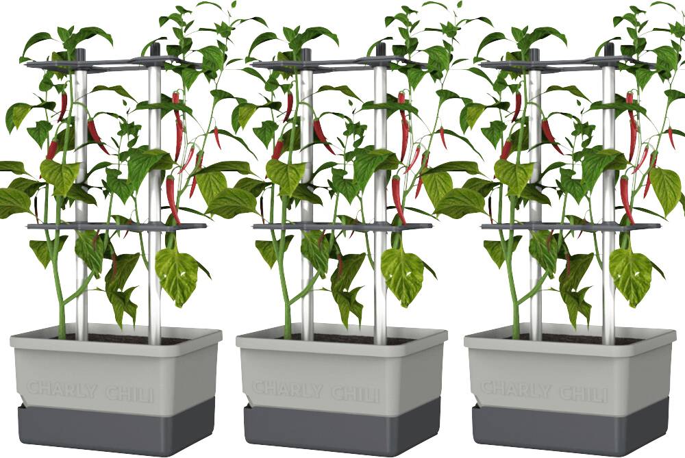 Gusta Garden CHARLY CHILI 3er-Set hellgrau / W07076 Pflanzgefäß