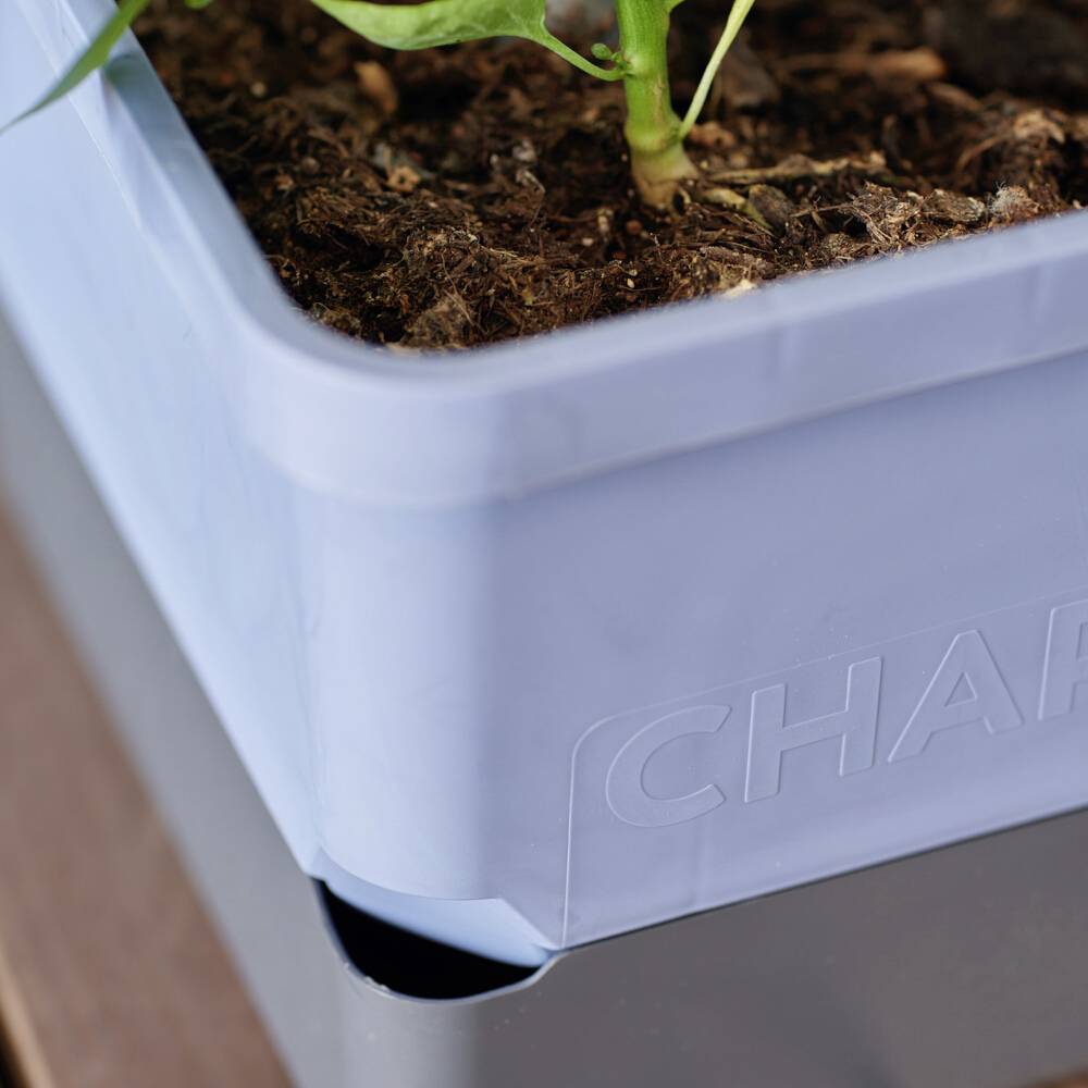 Ein blaues Plastikgefäß mit dunkler Erde und einer kleinen Pflanze. Der Topf steht auf einem hölzernen Untergrund.