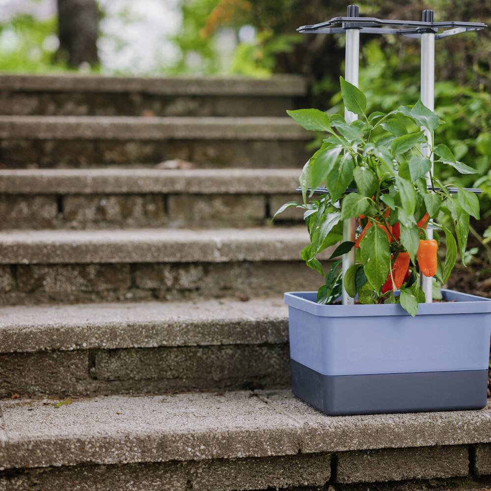 Ein Pflanzkasten auf Steintreppe mit einem grünen Paprikapflanzen und orangefarbenen Paprikas; Hintergrund unscharf.