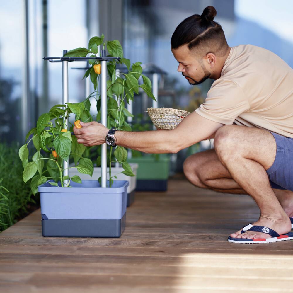 Ein Mann hockt auf einer Terrasse und überprüft Paprikapflanzen in Pflanzkästen. Eine Schale und weitere Pflanzen sind im Hintergrund.