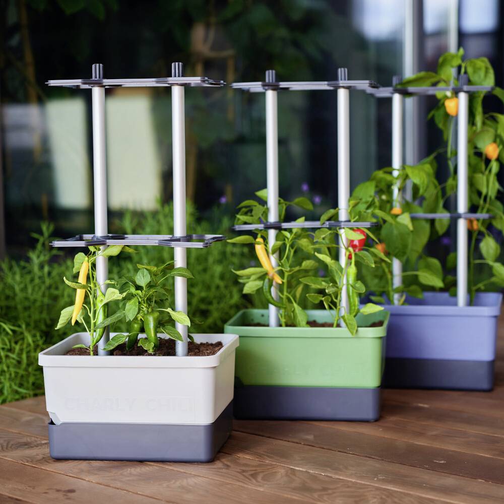Drei bunte Pflanzkästen stehen auf einer Holzterrasse, jeweils mit Paprikapflanzen und Kletterstützen, um Pflanzenwachstum zu fördern.