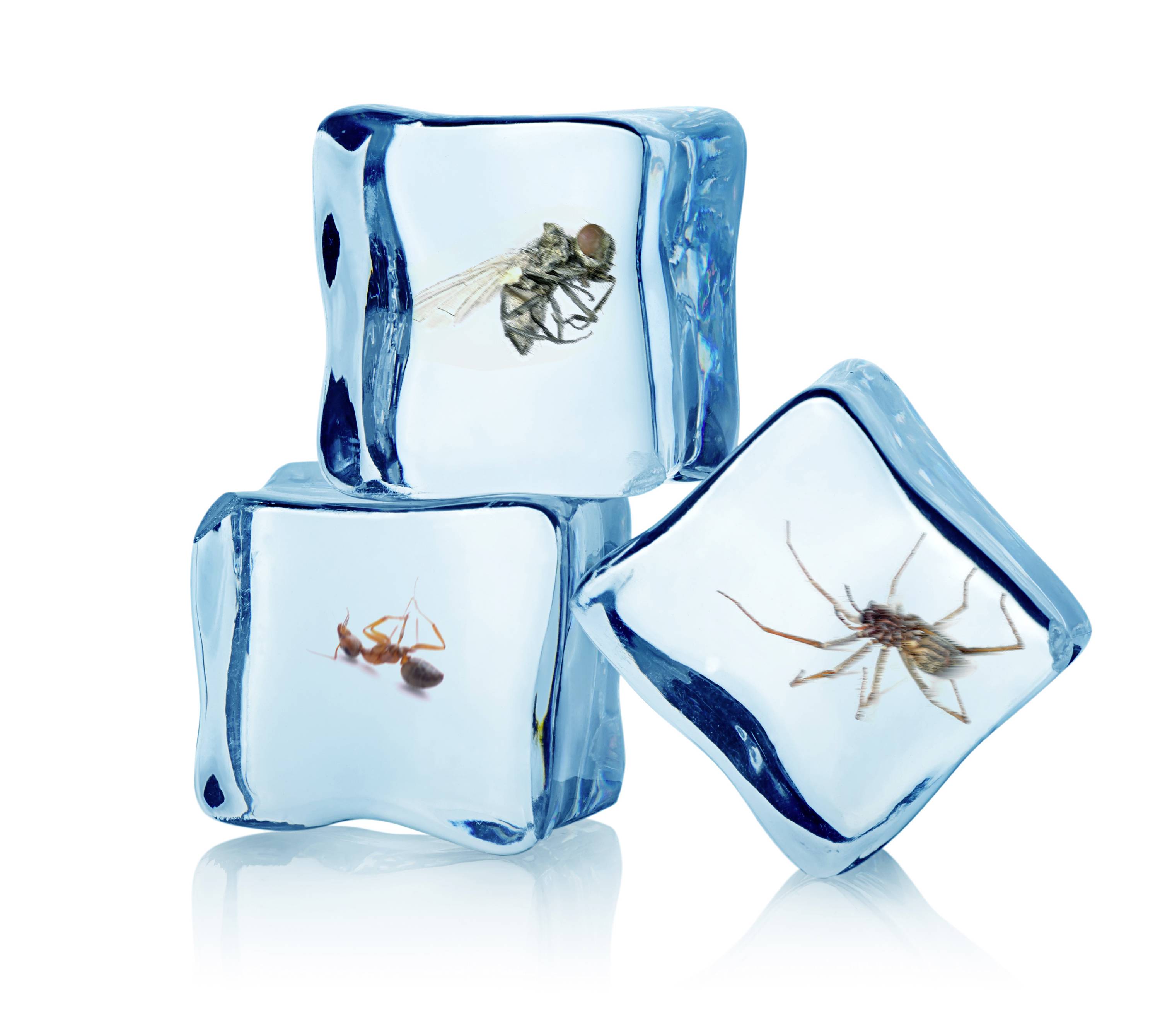 Swissinno Insekten-Frostspray 400ml insektizidfrei 1 290 001 Insektenschutz-Spray 1 St.-1