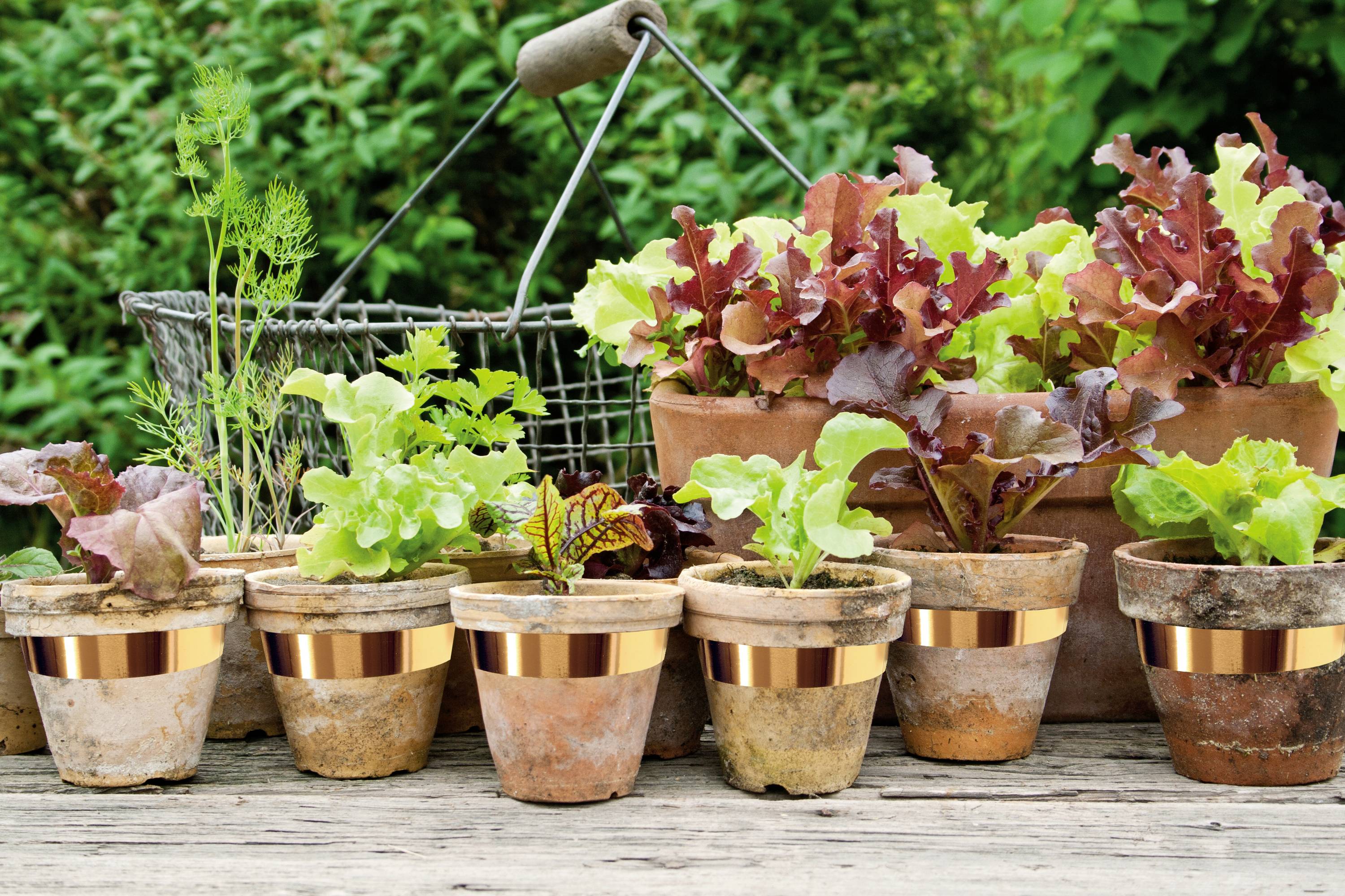 Swissinno selbstklebendes Kupferband 3cm x 5m Schneckenabwehr Funktionsart Klebefolie 1 St.-7