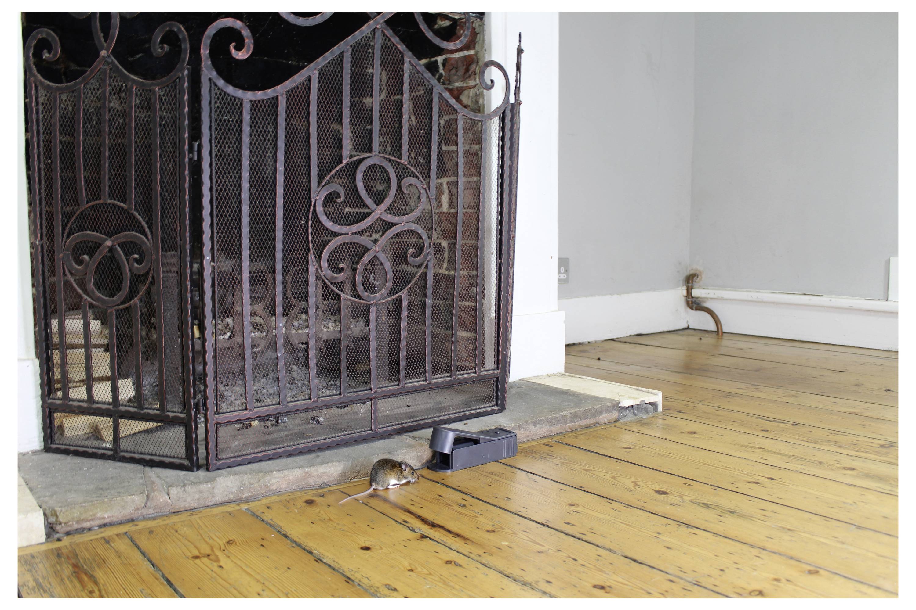 Eine Maus nähert sich einer Köder-Falle in der Nähe eines Kamins auf einem Holzboden in einem Zimmer mit grauen Wänden.