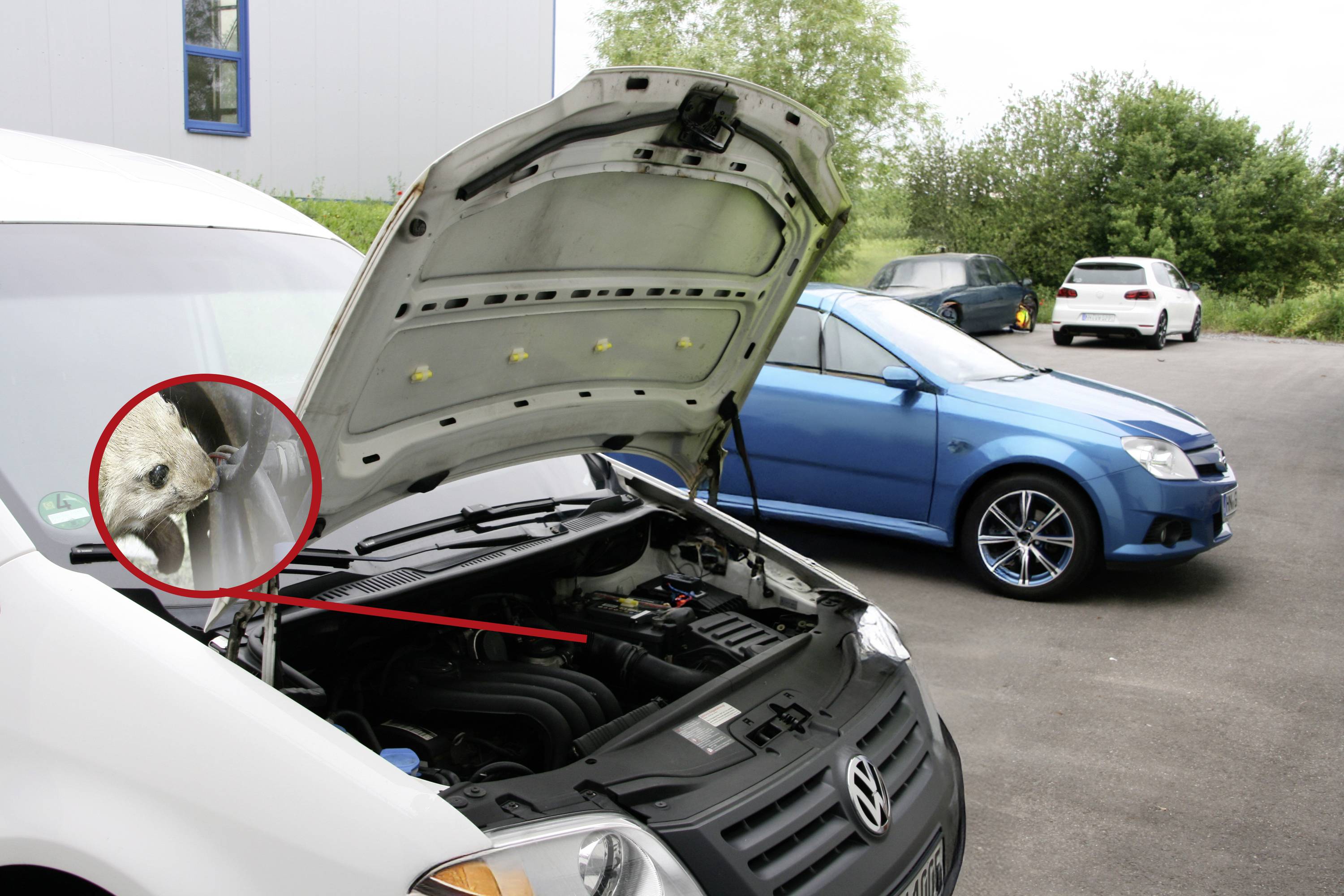 Eine Katze, die in einem Motorraum eingeklemmt ist, während die Motorhaube geöffnet ist, mit einem blau-weißen Auto, das in der Nähe auf einer gepflasterten Fläche geparkt ist.