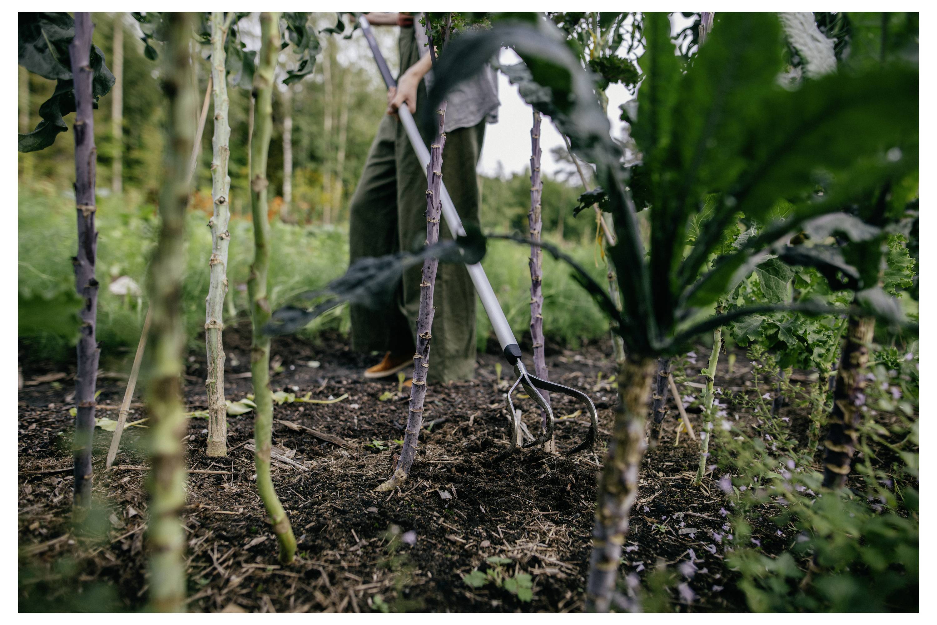 Eine Person verwendet eine Grabgabel, um den Boden zwischen den Reihen von Grünkohlpflanzen in einem üppigen grünen Garten an einem bewölkten Tag zu bearbeiten.
